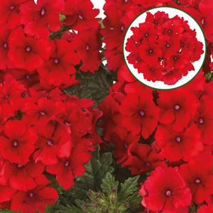 Afbeelding van Verbena P12 Red